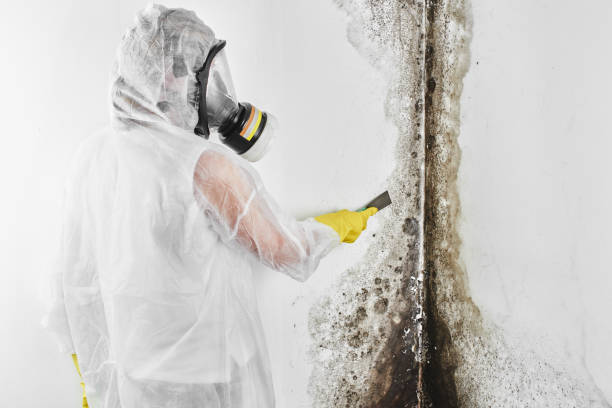 Best Residential Mold Removal  in Hamtramck, MI