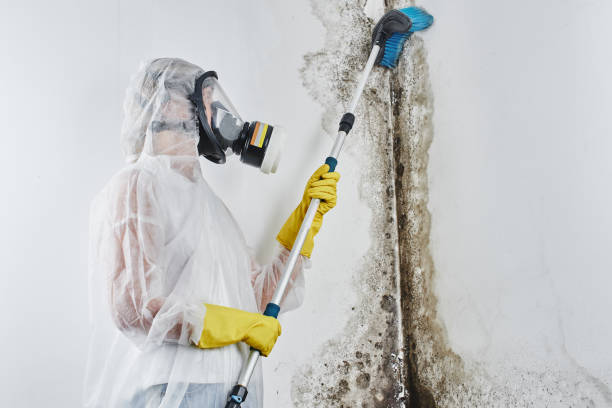 Best Attic Mold Removal  in Hamtramck, MI