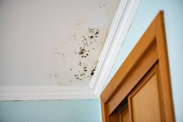 Best Best Mold Removal Companies  in Hamtramck, MI