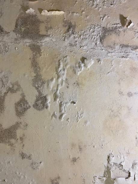Best Mold Testing  in Hamtramck, MI
