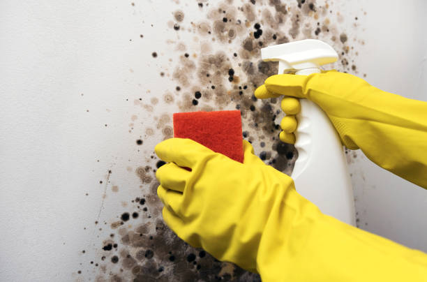 Best Crawl Space Mold Removal  in Hamtramck, MI