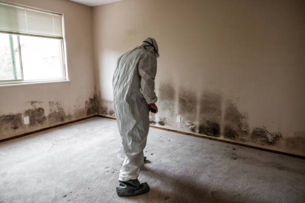 Best Certified Mold Removal  in Hamtramck, MI