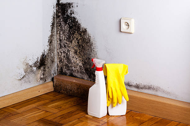 Trusted Hamtramck, MI Mold Removal Experts