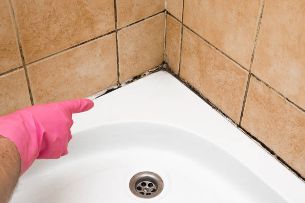 Best Emergency Mold Removal  in Hamtramck, MI