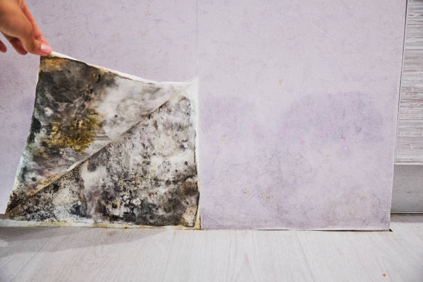 Mold Removal and Inspection in Hamtramck, MI